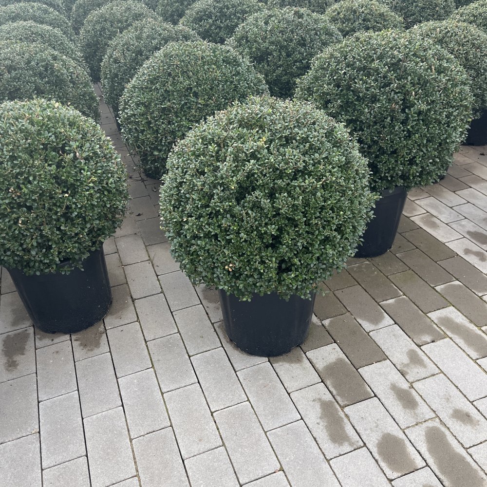 topfpflanzen ständer Holz Pflanzenständer kaufen main image 0