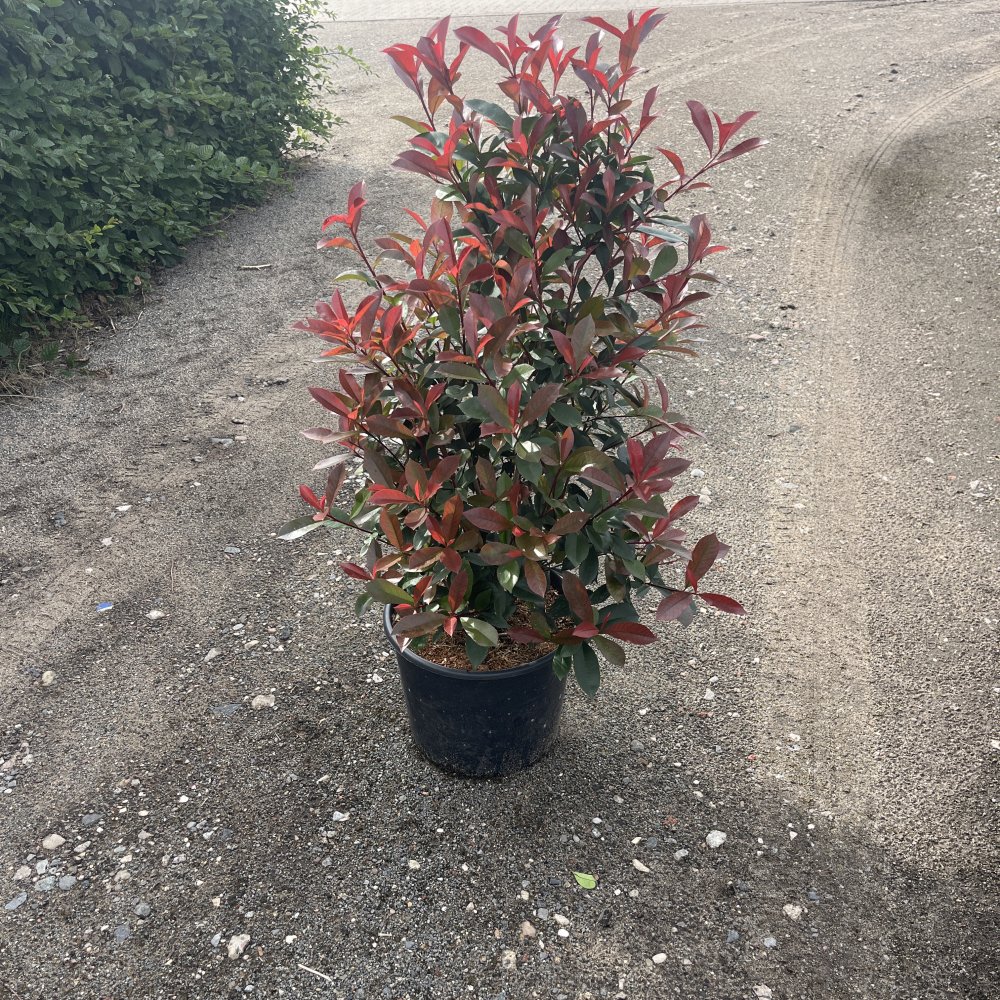 kaktus euphorbia ingens Wolfsmilch-Pflanze „Variegata“