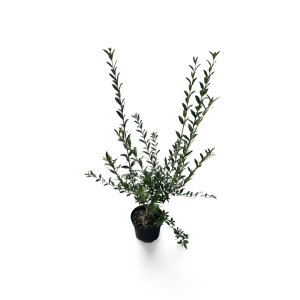 Gemeiner Liguster Atrovirens