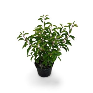 Portugiesischer Kirschlorbeer Angustifolia
