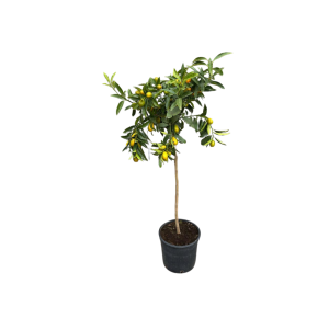 Citrus "Kalamondin"