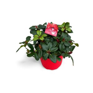 Rhododendron Lilly Bell Love