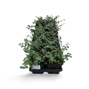 Zwergmispel „Frieders Evergreen“