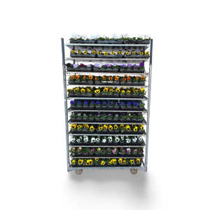 Stiefmütterchen Hybriden F1