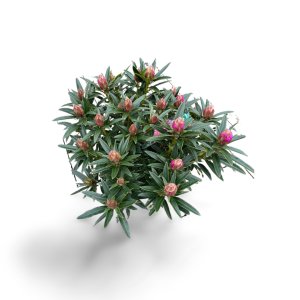 Rhododendron ponticum Graziella