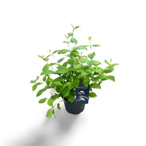 Weißer Hartriegel Sibirica