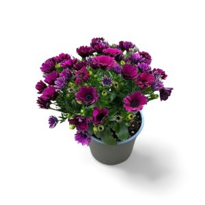 Bornholmer Margerite