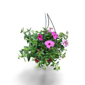 Ampelpflanzen in Sorten Festival Colours