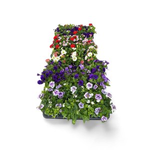 Beetware Festival Colours