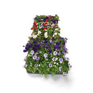 Beetware „Festival Colours“