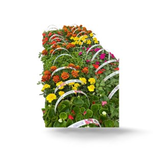 Beetpflanzen im 10 er Tray