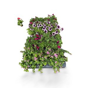 Steckbeetpflanzen in Sorten