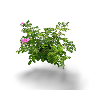 Apfelrose - Sylter Rose