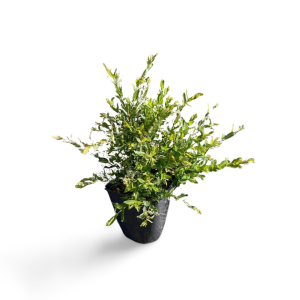 Weißbunte Harlekinweide