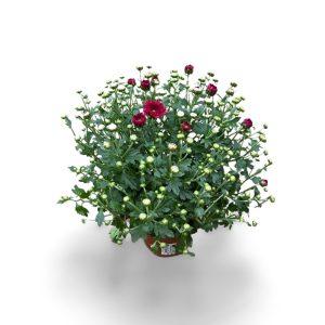 Winterharte “Garden Mums”