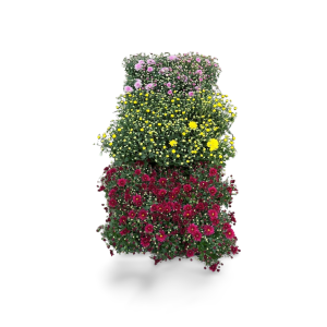 Winterharte “Garden Mums”