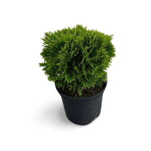 Kugellebensbaum "Danica"