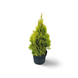 Lebensbaum "Golden Smaragd"