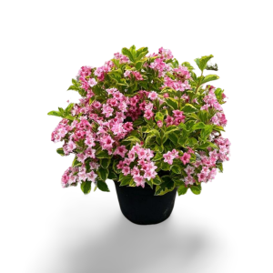 Weigelie „Nana Variegata“