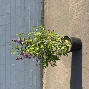 Edelflieder