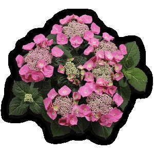 Bauernhortensie Blaumeise rosa