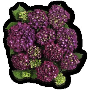 Bauernhortensie Royal Red lila