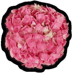 Bauernhortensie Early Pink