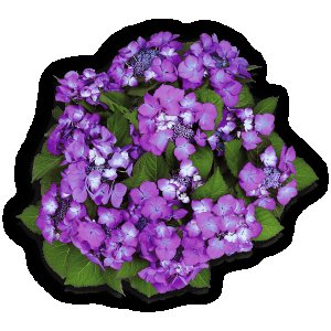 Bauernhortensie Dark Angel lila