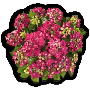 Hortensie Frisbee Hot Pink