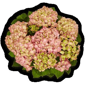 Hortensie Sweet Lips Pink Blue