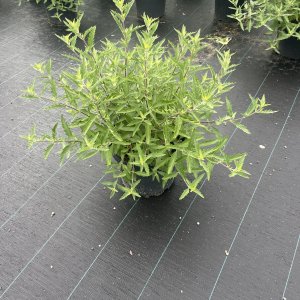 Bartblume Kew Blue