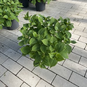 Koreanische Hortensie