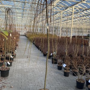 Hängende Kätzchenweide