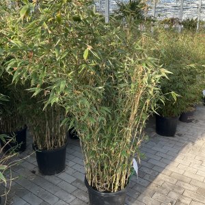 Blauer Bambus Blue Lizard