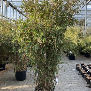 Roter Gartenbambus Red Zebra