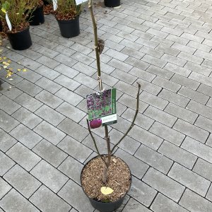 Magnolie Black Tulip