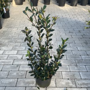 Ilex Heckenpracht