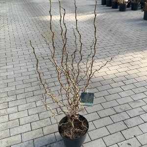 Korkenzieherhasel Twister