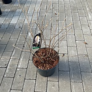 Großer Federbuschstrauch