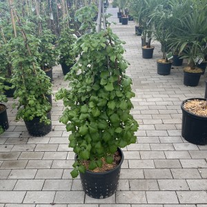 Kletterhortensie