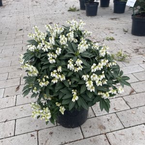 Lavendelheide Sarabande