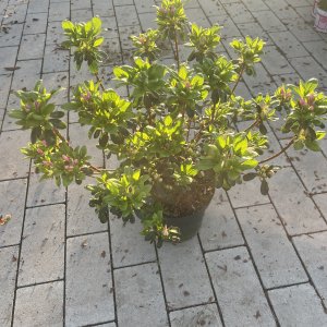 Azalee Kermesina Rose