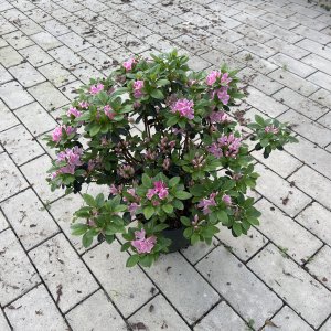 Azalee Kermesina Rose