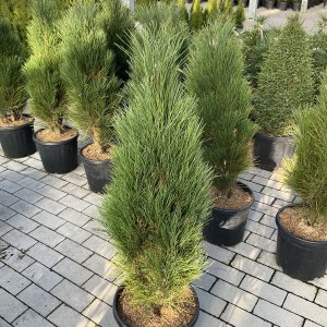 Schwarze Kiefer Green Tower