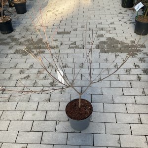 Kaffeefarbener Japanischer Hartriegel Cappuchino