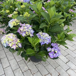 Gartenhortensie Bela