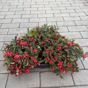 Gaultheria procumbens Big Berry