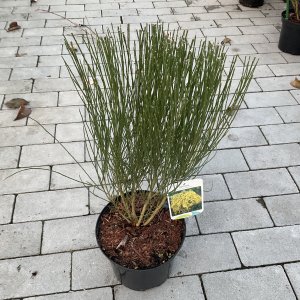 Früher Goldregen Allgold