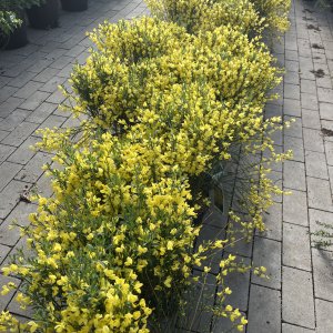 Früher Goldregen Allgold