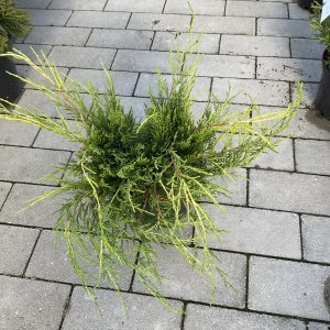 Goldener Scheinwacholder Golden Saucer